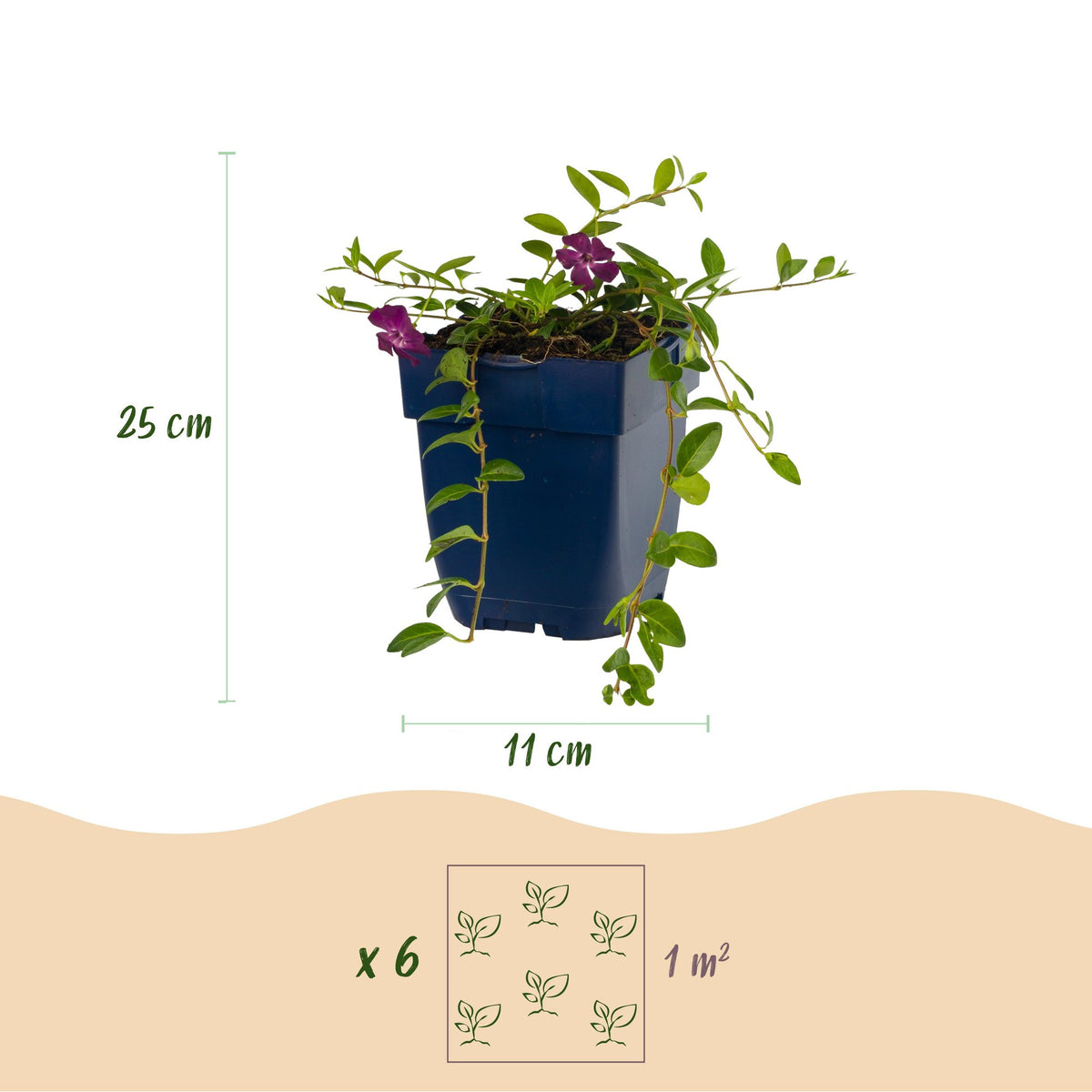 Vinca minor 'Atropurpurea' (maagdenpalm) – paars – 12 planten, Ø11 cm, 15–25 cm hoog – foto 3