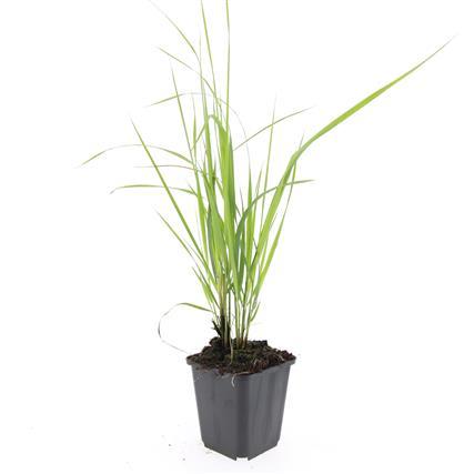 Calamagrostis acut. 'Karl Foerster' (stipe) – 24 plants, Ø9 cm, 10–25 cm de haut
