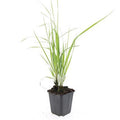 Calamagrostis acut. 'Karl Foerster' (stipe) – 24 plants, Ø9 cm, 10–25 cm de haut