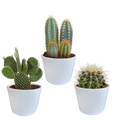Kaktusmix (Cactaceae) i hvid potte – Ø11 cm, 23 cm høj