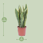 Sansevieria trifasciata Laurentii (langue de belle-mère) – Ø14 cm, 40 cm de haut