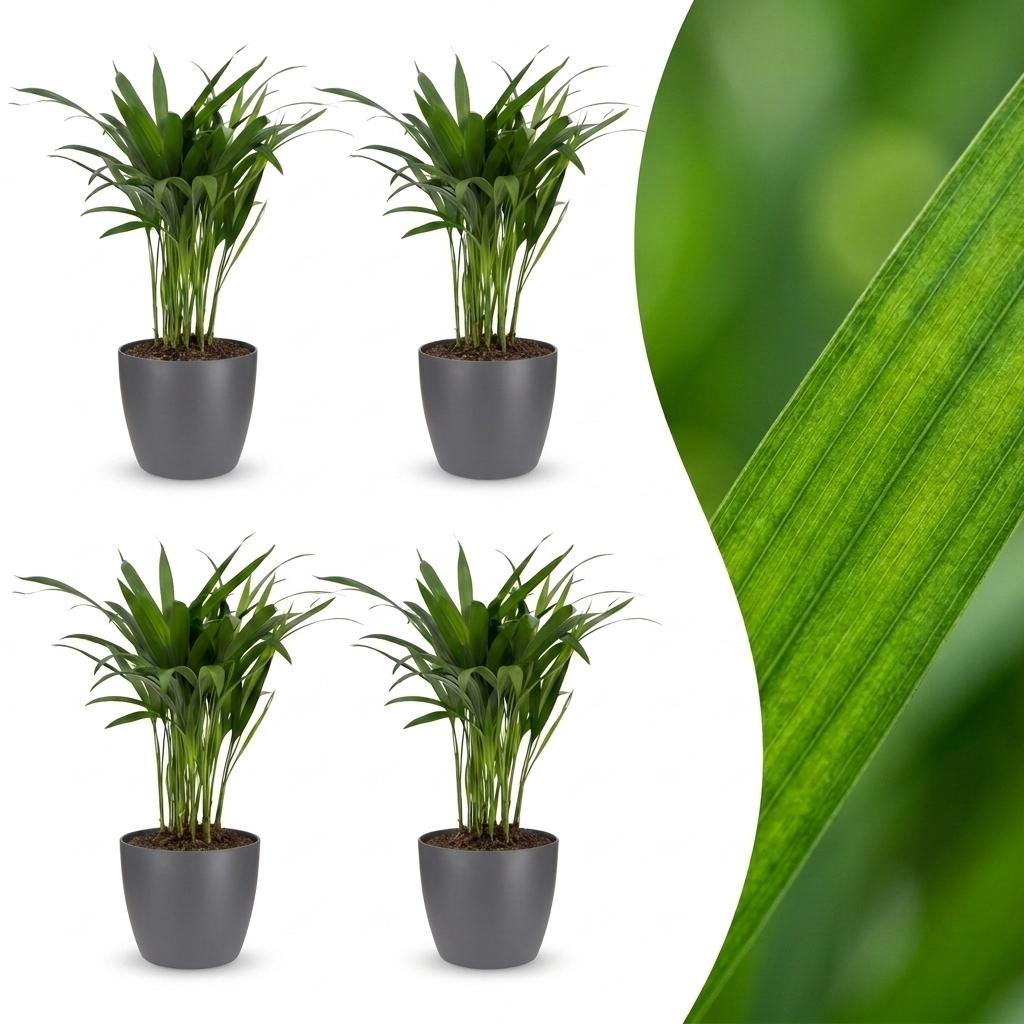 4× Areca lutescens (Dypsis) en pot décoratif gris – Ø12 cm, 45 cm de haut