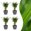 4× Areca lutescens (Dypsis) en pot décoratif gris – Ø12 cm, 45 cm de haut