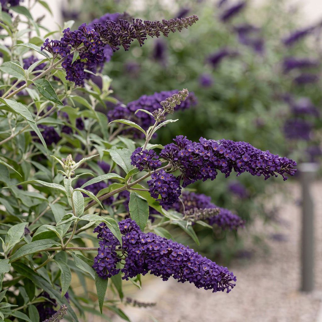 Buddleja davidii 'Black Night' (vlinderstruik) – paars – Ø17 cm, 45 cm hoog