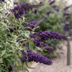 Buddleja davidii 'Black Night' (vlinderstruik) – paars – Ø17 cm, 45 cm hoog