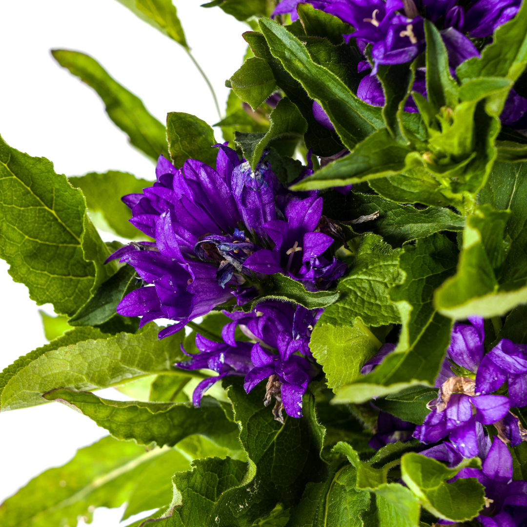 Campanula 'Glomerata Genti Blue' (klokjesbloem) – Ø19 cm, 30–40 cm hoog