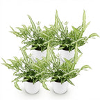 4× Pteris cretica Albolineata (Pteris-Farn) im weißen Tontopf – Ø 12 cm, 20 cm hoch