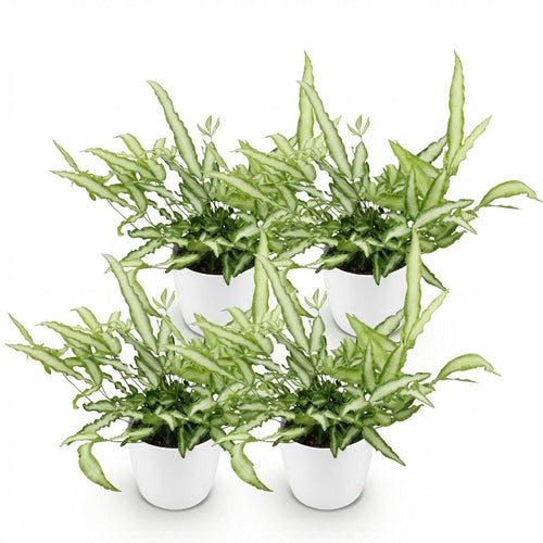 4× Pteris cretica Albolineata (Pteris-Farn) im weißen Tontopf – Ø 12 cm, 20 cm hoch
