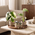 3× Babyplanter Variegata Mix – Ø6 cm, 10–15 cm høje