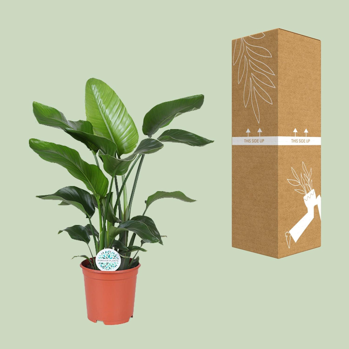 Strelitzia nicolai (witte paradijsvogelbloem) – Ø21 cm, 80 cm hoog