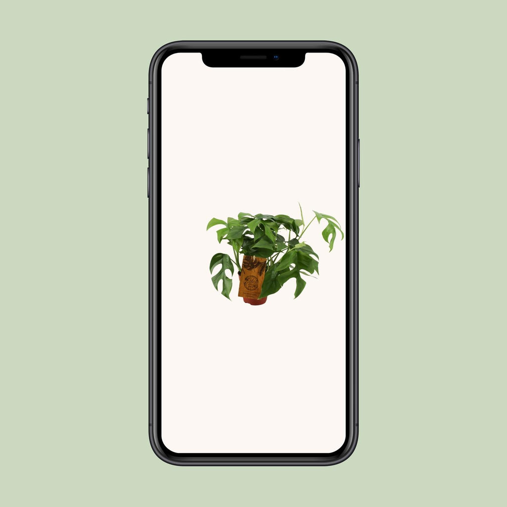Monstera Minima (Mini-Monstera) – Ø 12 cm, 30 cm hoch