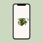 Monstera Minima (Mini-Monstera) – Ø 12 cm, 30 cm hoch