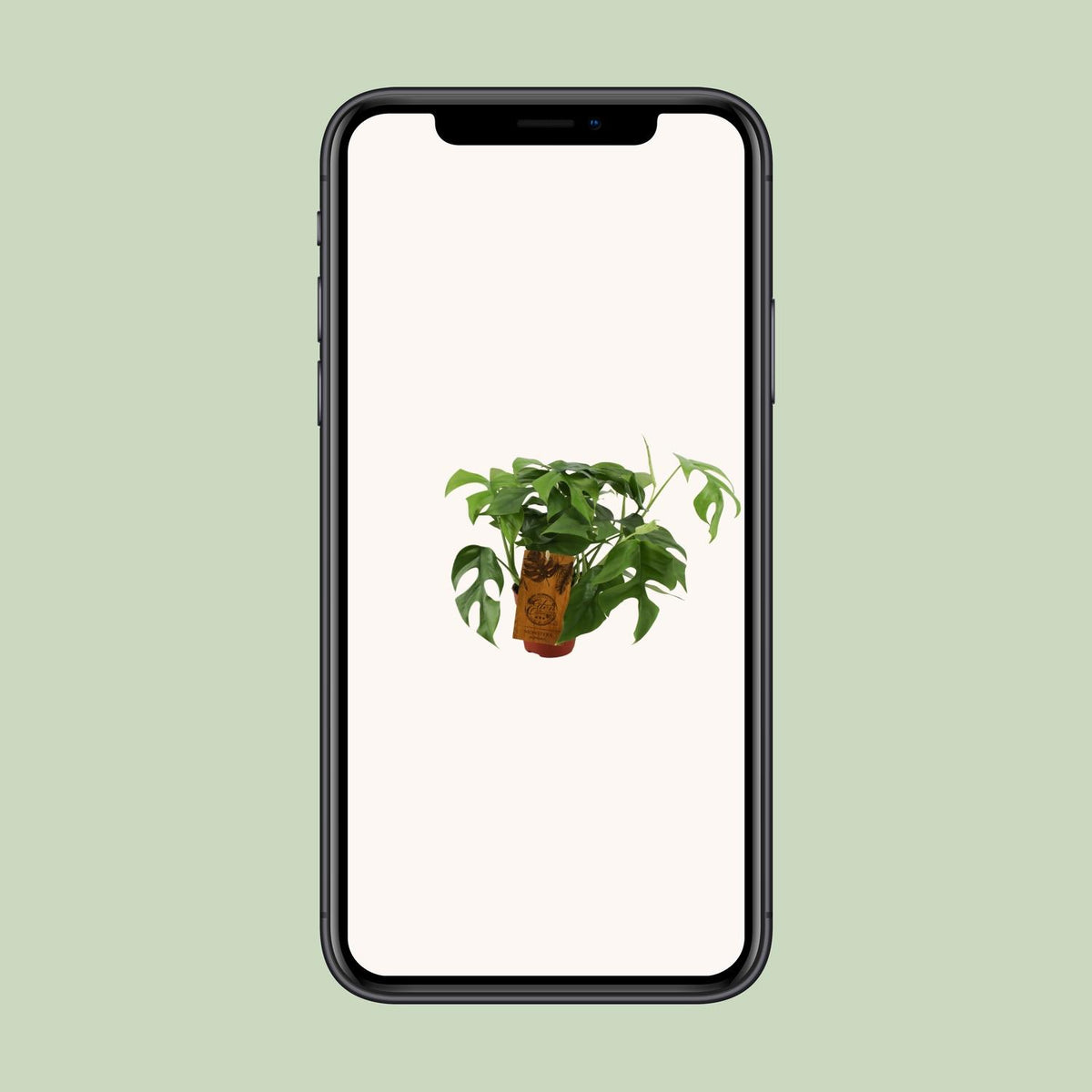 Monstera Minima (Mini-Monstera) – Ø 12 cm, 30 cm hoch