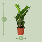 Zamioculcas zamiifolia (Glücksfeder) – Ø 12 cm, 40 cm hoch