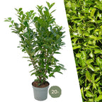 Cherry laurel (Prunus laurocerasus) – Ø35 cm, 125–150 cm high