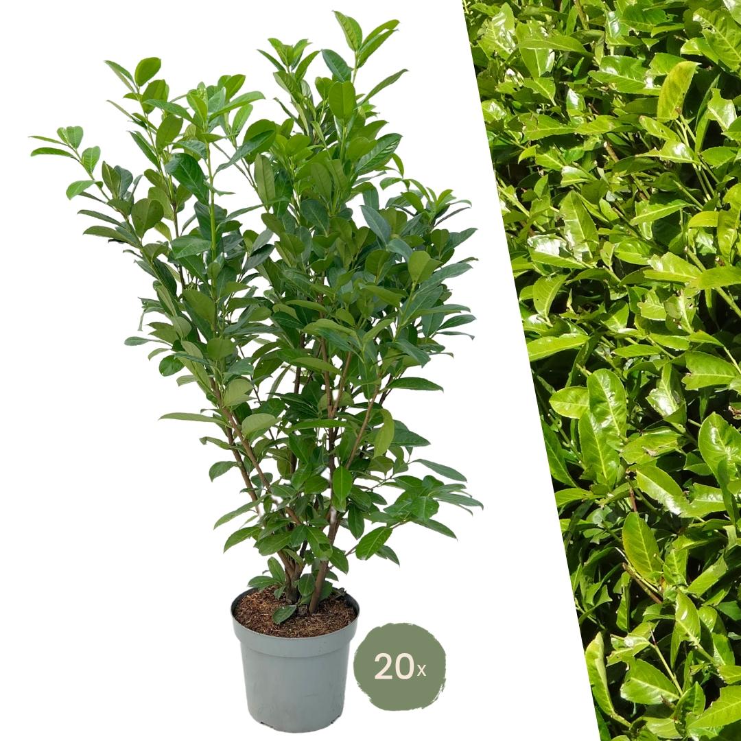 Kirschlorbeer (Prunus laurocerasus) – Ø35 cm, 125–150 cm hoch – Bild 2