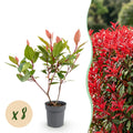 Photinia fraseri 'Little Red Robin' (glansmispel) – rød – 8 planter, Ø9 cm, 25–35 cm høj