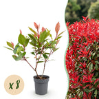 Photinia fraseri 'Little Red Robin' (glansmispel) – rød – 8 planter, Ø9 cm, 25–35 cm høj