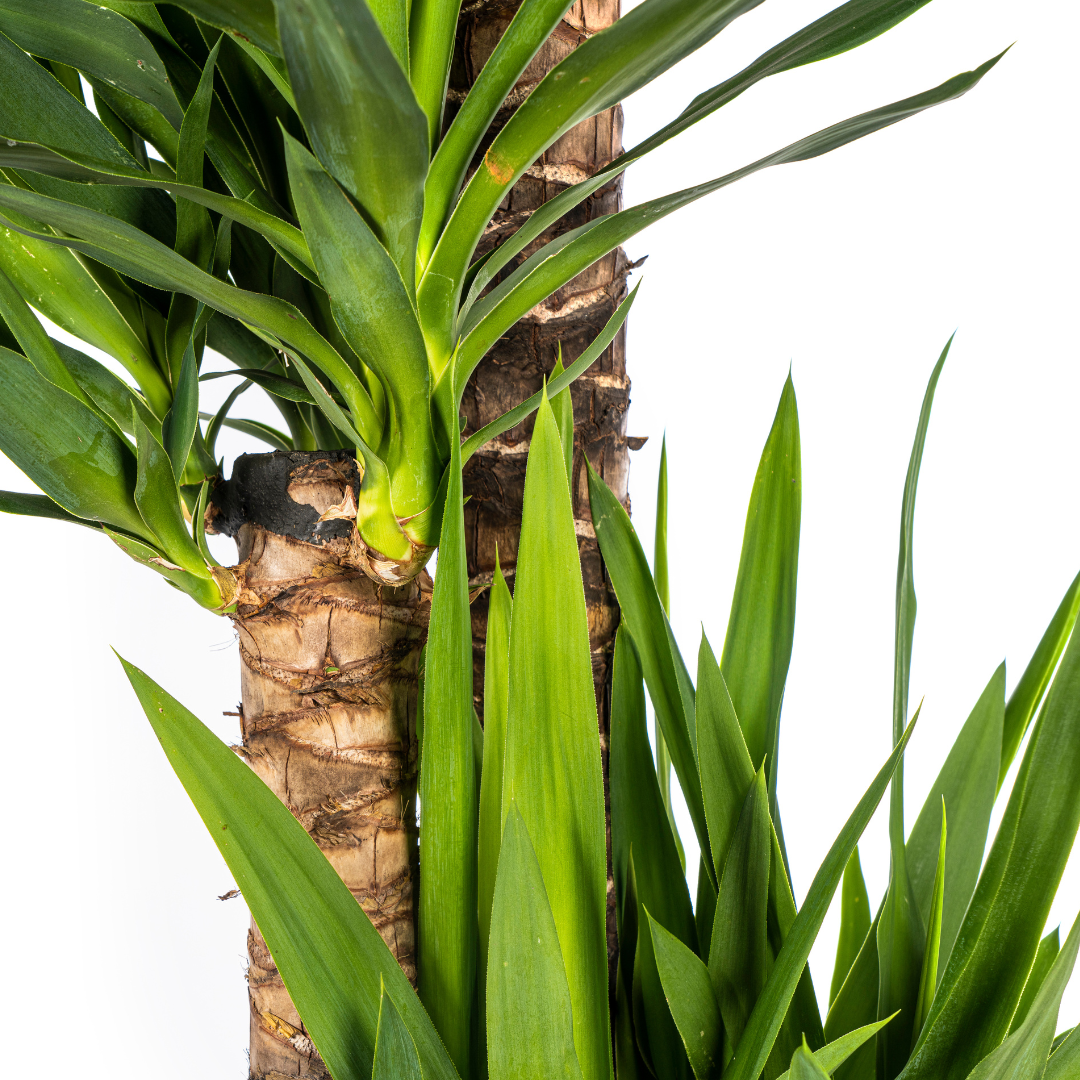 Yucca elephantipes – Ø27 cm, 150–170 cm hoog