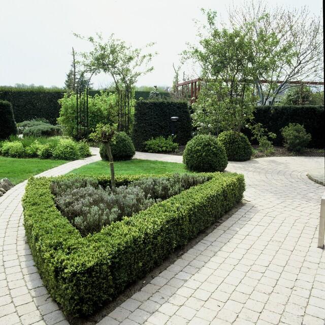Buxus sempervirens – 6 Pflanzen, Ø 9 cm, 10–25 cm hoch