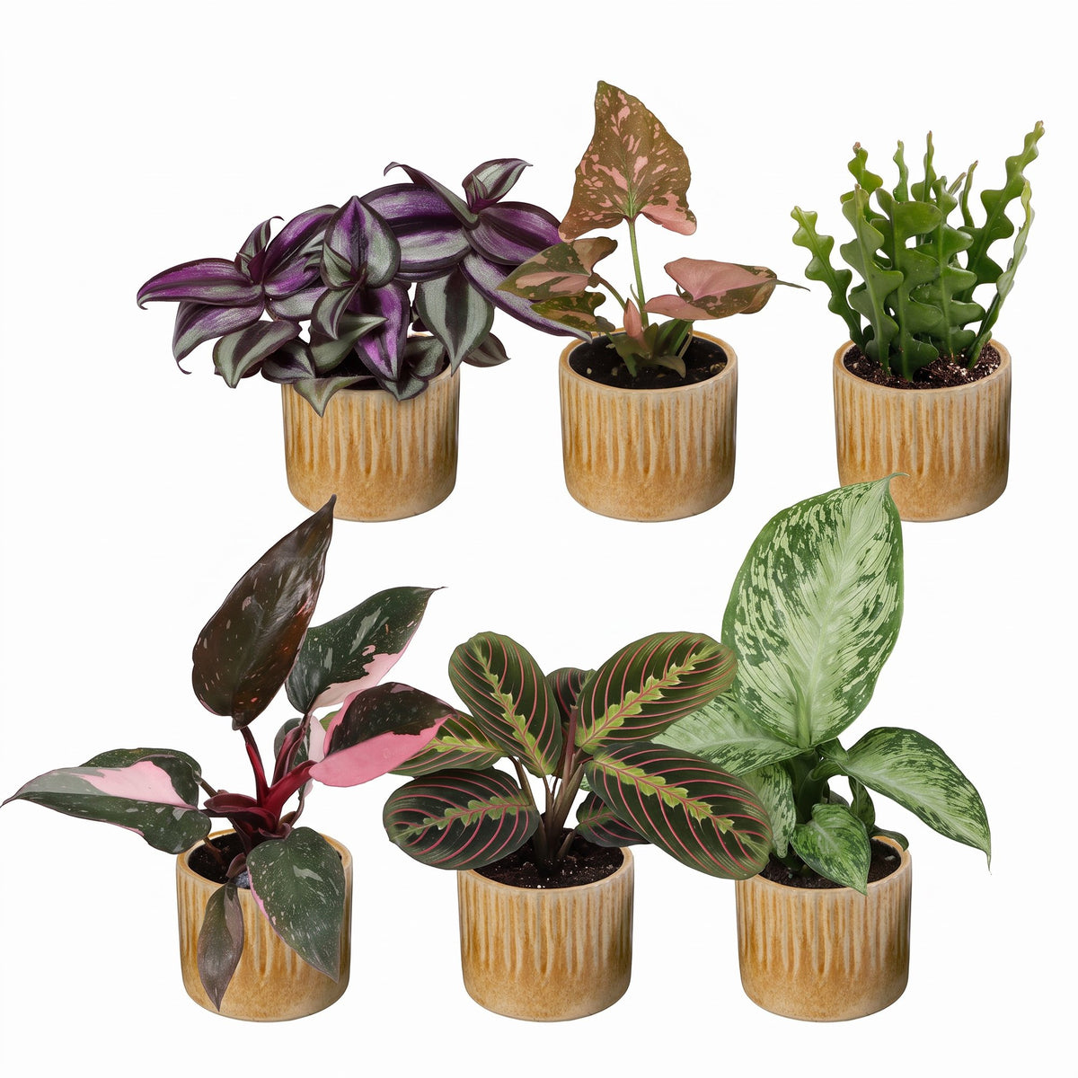 6× Coffret surprise de plantes d’intérieur incl. Linnea Honey – Ø6 cm, 5–15 cm de haut – photo 2
