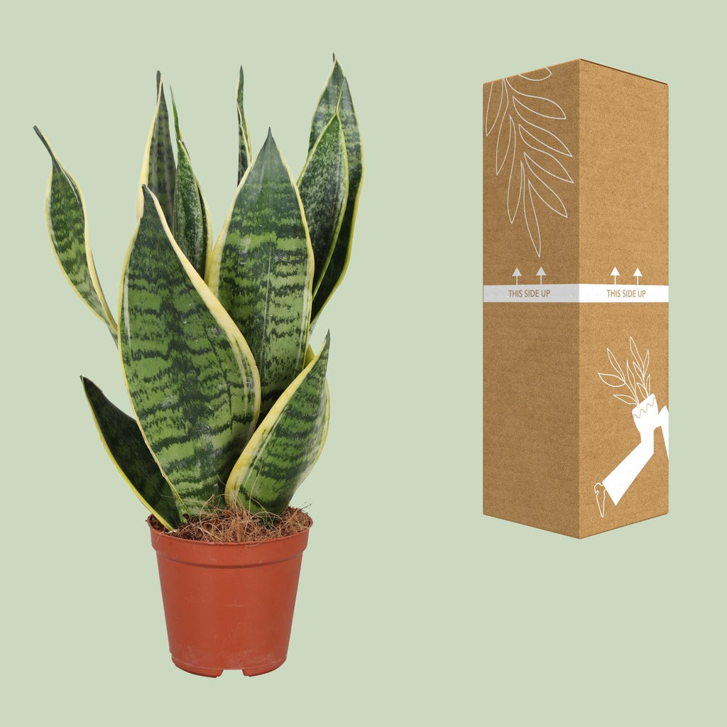 Sansevière trifasciata Futura Superba (langue de belle-mère) – Ø 12 cm, 40 cm de haut – photo 3