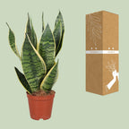 Sansevière trifasciata Futura Superba (langue de belle-mère) – Ø 12 cm, 40 cm de haut
