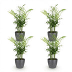 4× Golden Pothos (Epipremnum aureum) in grey decorative pot – Ø12 cm, 15 cm high