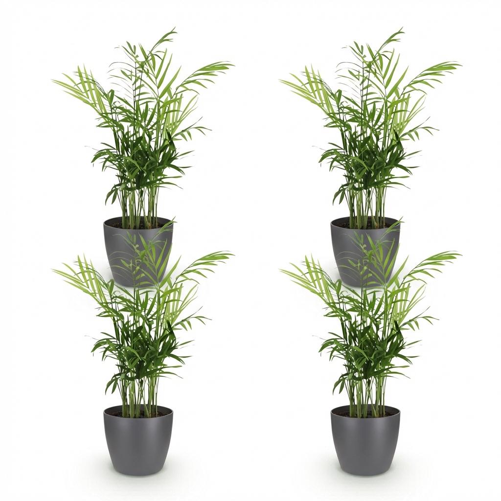 4× Goudpalm (Dypsis) in Potter-sierpot grijs – Ø12 cm, 15 cm hoog