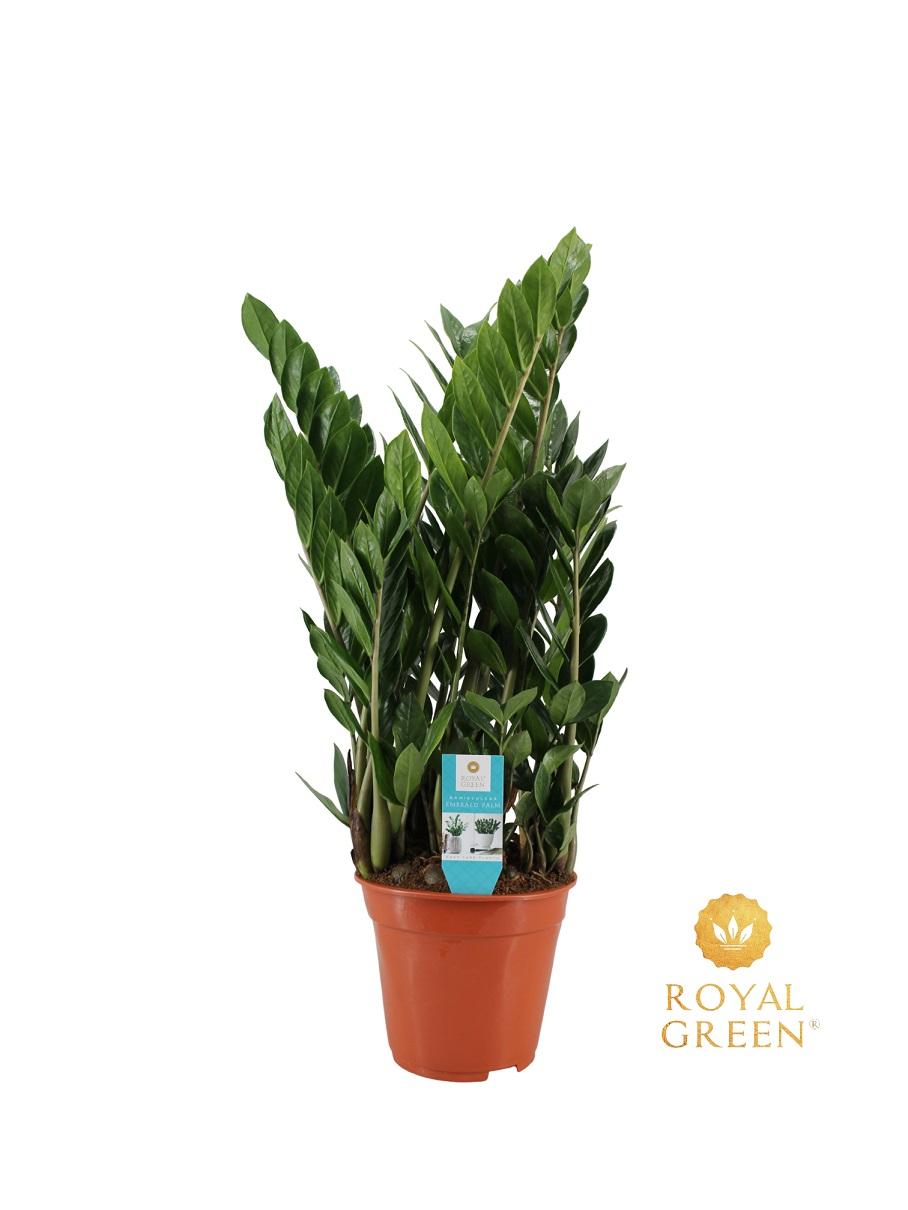 Zamioculcas (zz-plant) – Ø21 cm, 75 cm hoog