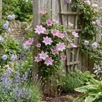 Clematis 'Piilu' (Waldrebe) – weiß-rosa – 2 Pflanzen, Ø9 cm, 35 cm hoch