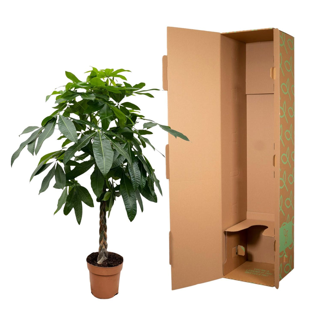 Pachira aquatica (geldboom) – Ø27 cm, 160 cm hoog