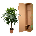 Pachira aquatica (geldboom) – Ø27 cm, 160 cm hoog