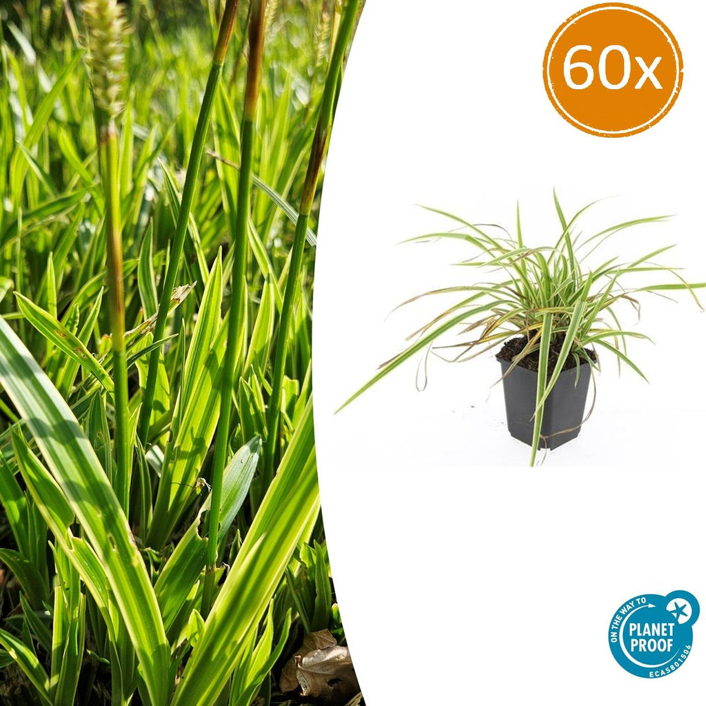 Carex morrowii 'Aureovariegata' (starr) – 60 plantor, Ø9 cm, 10–25 cm hög – bild 2