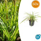 Carex morrowii 'Aureovariegata' (starr) – 60 plantor, Ø9 cm, 10–25 cm hög