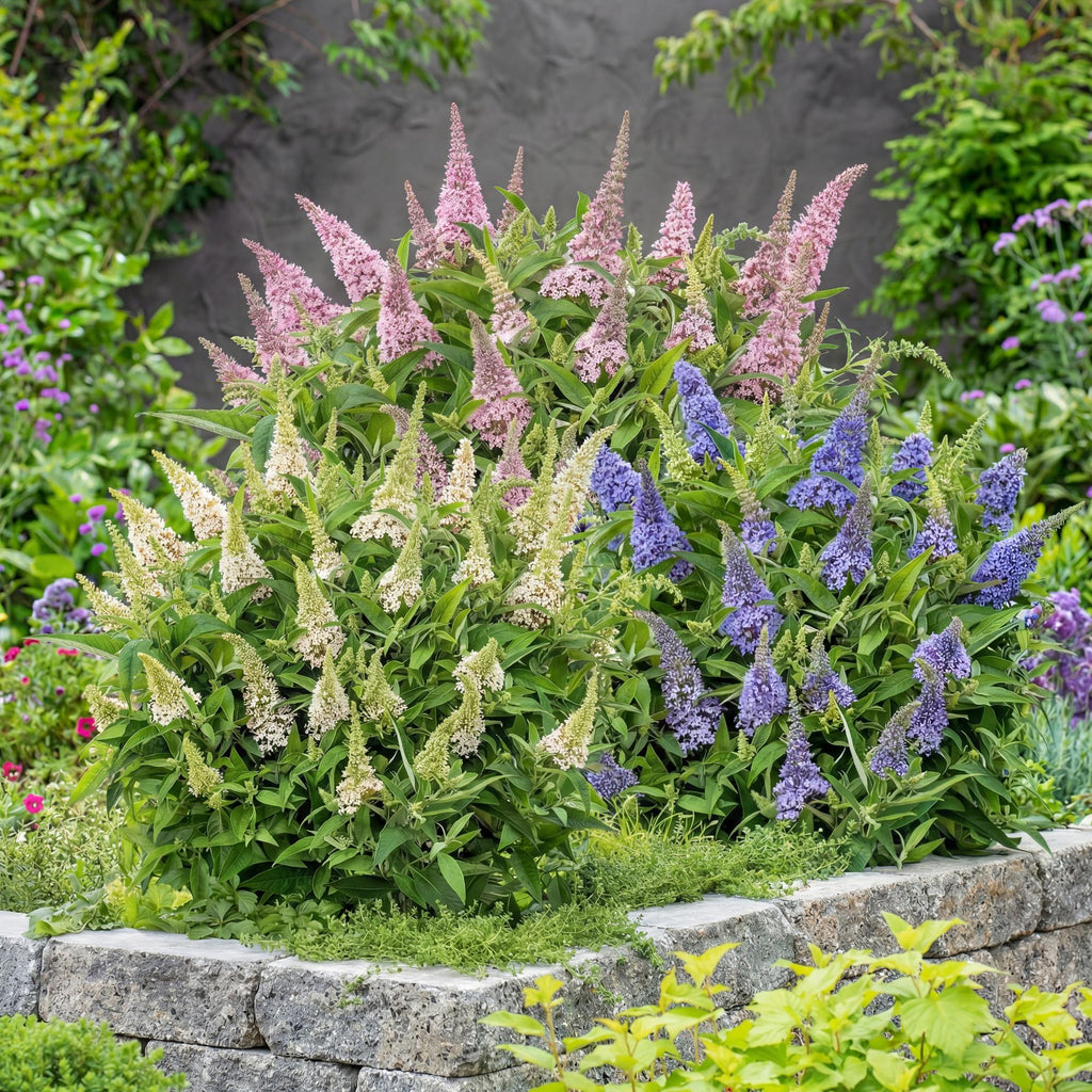 Buddleja davidii 'Butterfly Candy Little Tricolour' (Fliederblume) – rosa-weiß-lila – 3 Pflanzen, Ø12 cm, 20–25 cm hoch – Bild 5