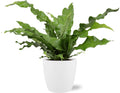 Microsorum Diversifolium (fougère kangourou) dans pot décoratif blanc Bruxelles – Ø17 cm, 45 cm de haut