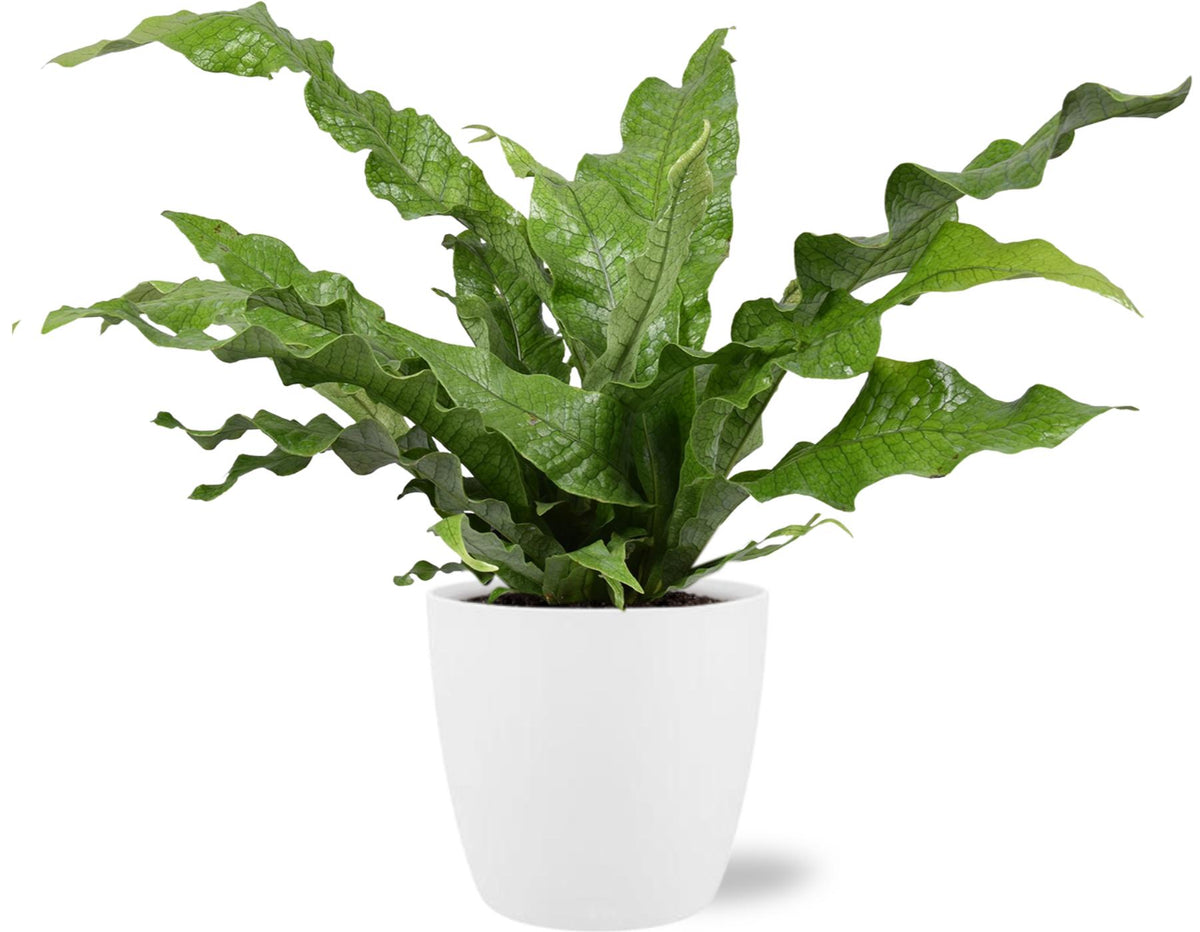 Microsorum Diversifolium (fougère kangourou) dans pot décoratif blanc Bruxelles – Ø17 cm, 45 cm de haut