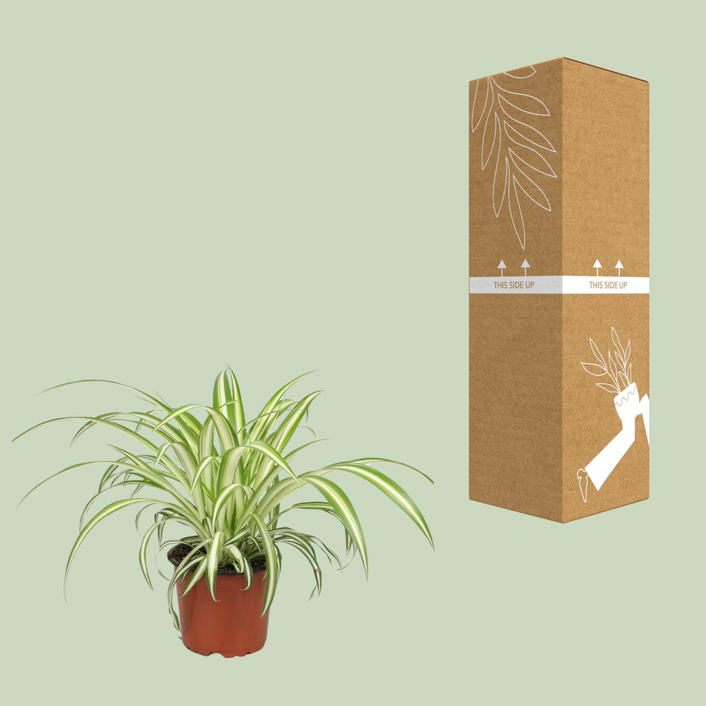 Chlorophytum (græsløg) – Ø12 cm, 25 cm høj