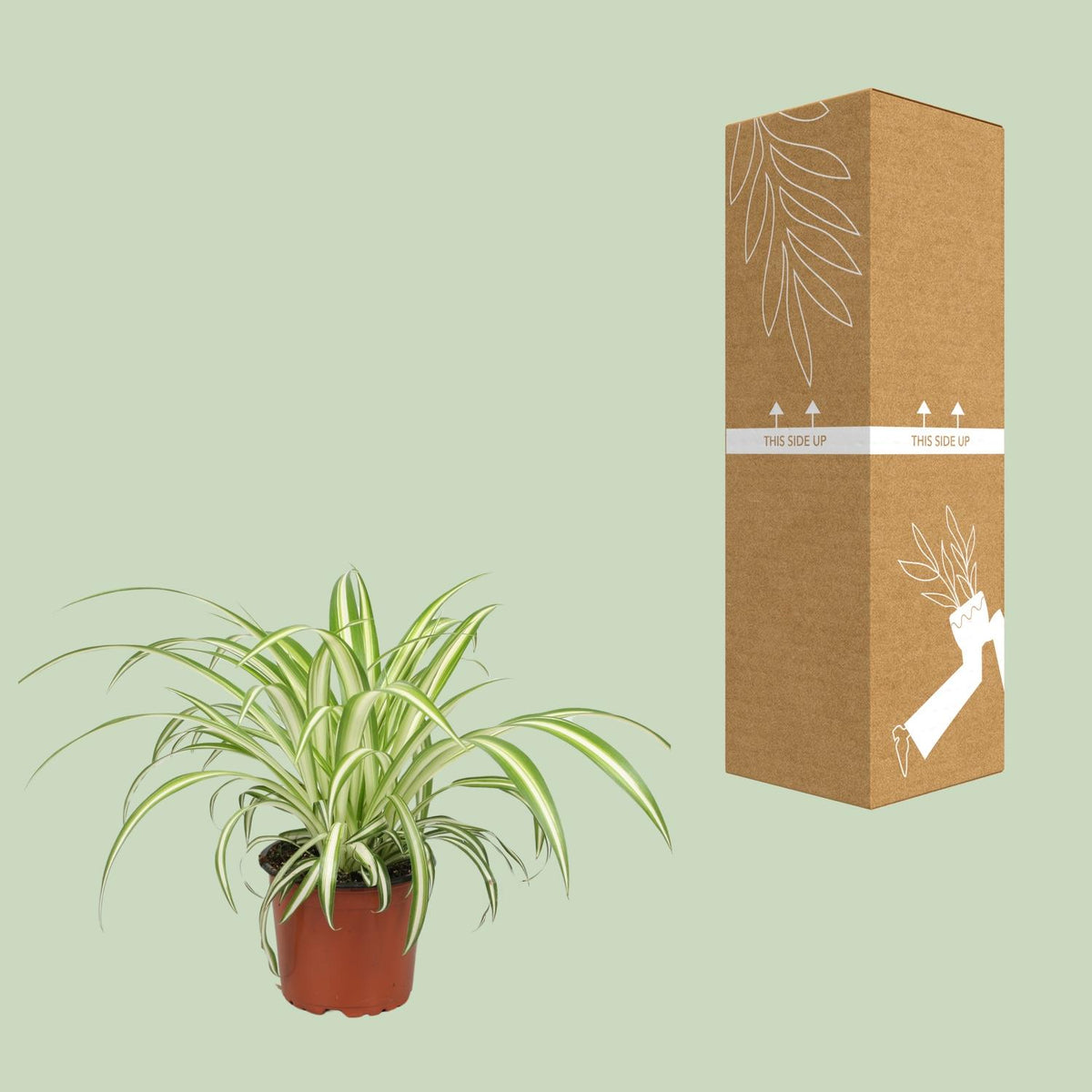 Chlorophytum (græsløg) – Ø12 cm, 25 cm høj