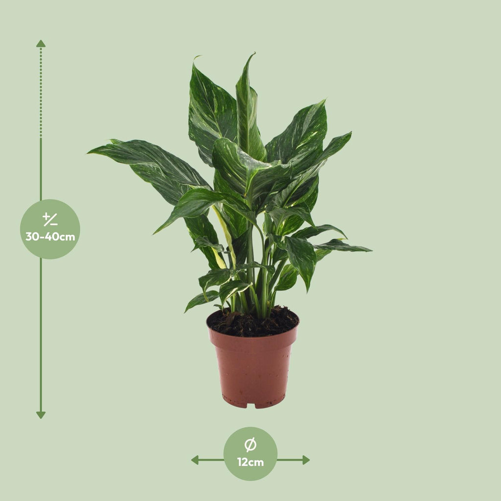 Spathiphyllum Diamond (lepelplant) – Ø12 cm, 40 cm hoog