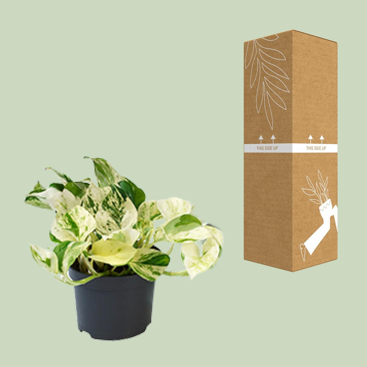 Epipremnum Happy Leaf (scindapsus) – Ø12 cm, 15 cm høj