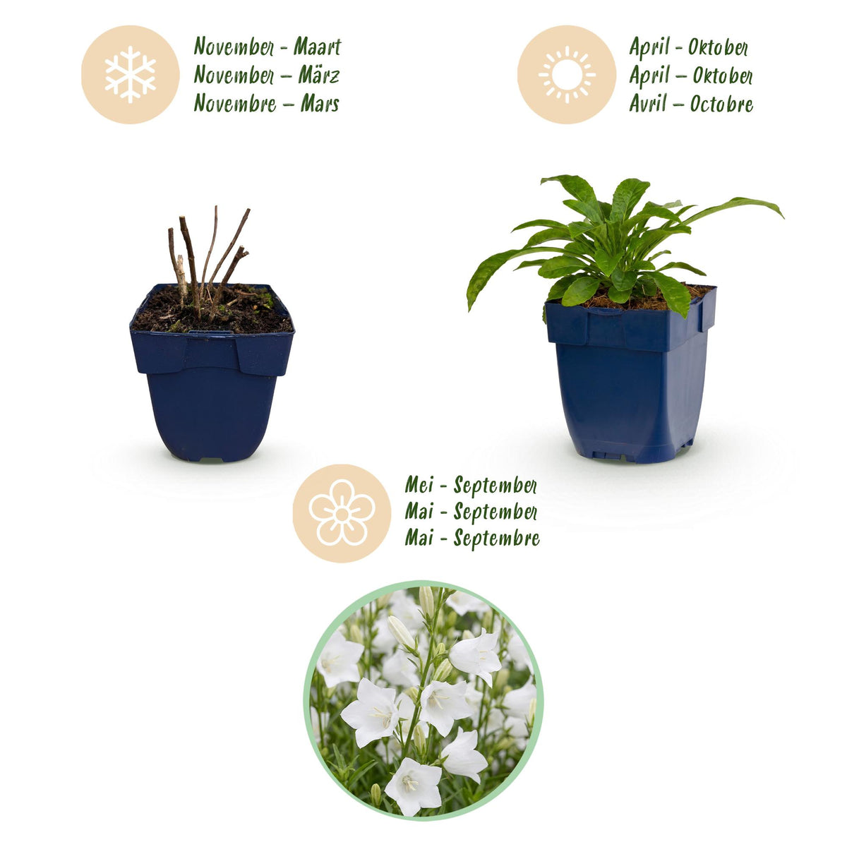 Campanula pers. 'Alba' (perzikbladklokje) – wit – 24 planten, Ø11 cm, 15–25 cm hoog