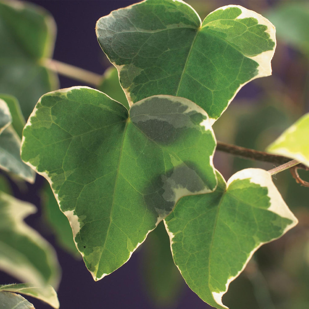 Hedera helix 'Glacier' (bladbont) – 2 planter, Ø11 cm, 40 cm høje – billede 4