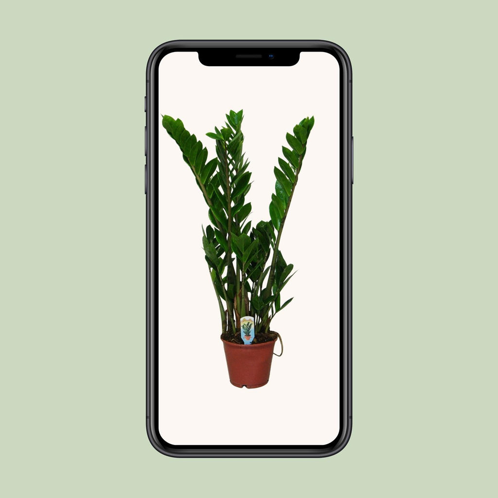 Zamioculcas zamiifolia (Glücksfeder) – Ø 14 cm, 50 cm hoch