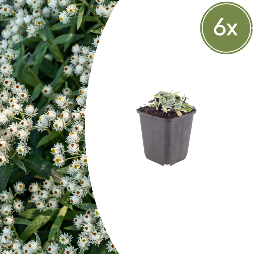 Anaphalis triplinervis (Edelweiss de Sibérie) – 6 plantes, Ø9 cm, 10–25 cm de haut