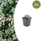 Anaphalis triplinervis (Edelweiss de Sibérie) – 6 plantes, Ø9 cm, 10–25 cm de haut