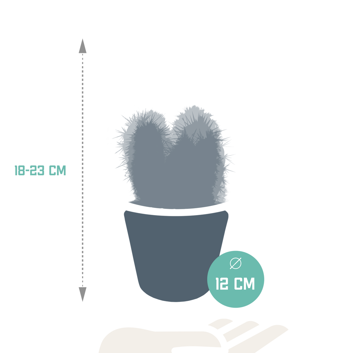 Cereus-Mix (Cactaceae) im weißen Topf – Ø 11 cm, 23 cm hoch