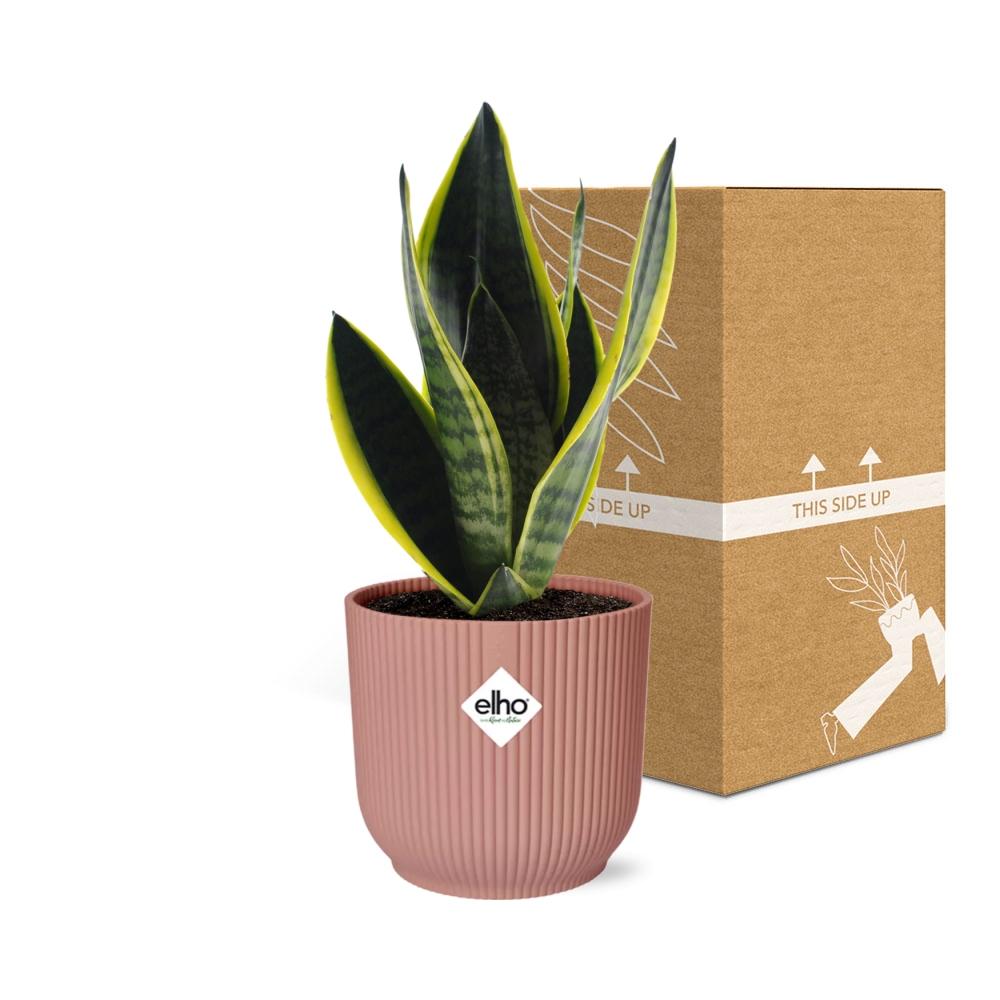 Sansevieria Futura Superba im ELHO Vibes Fold 14 cm rosa (Bogenhanf) – 40 cm hoch – Bild 5