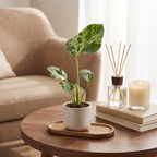 Monstera deliciosa Bulbarsaur (plante percée) – Ø6 cm, 18 cm de haut
